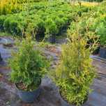 Tuja,Thuja Złotokończysta, Aureospicata