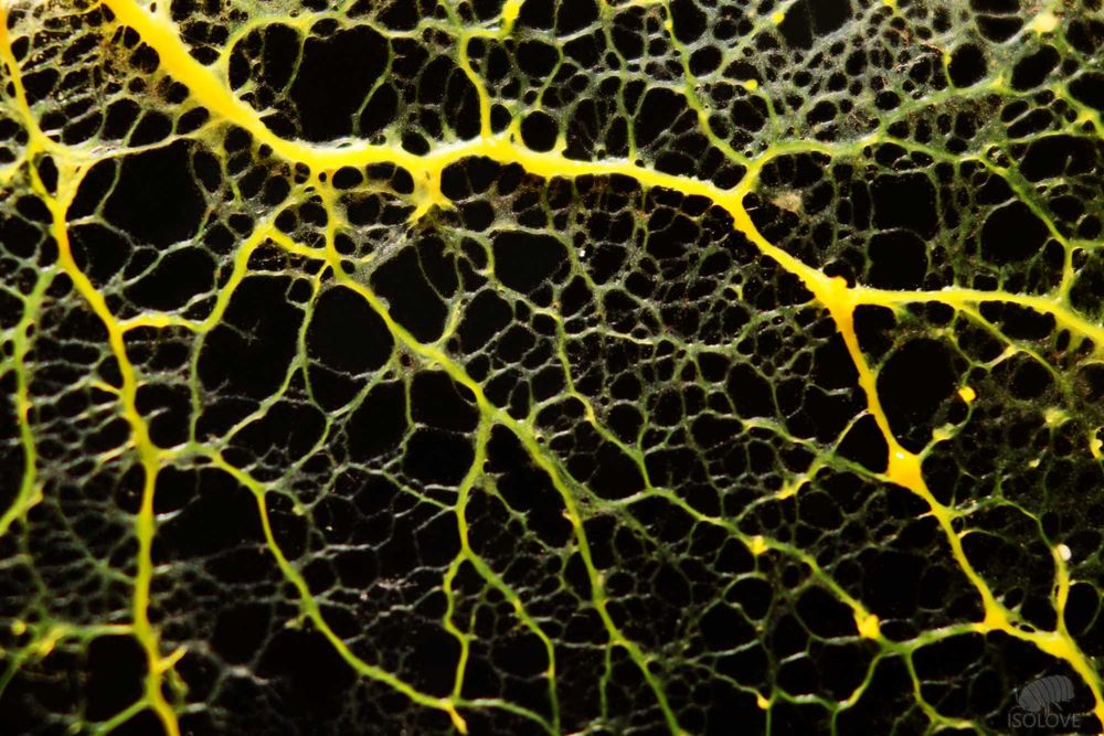 Physarum polycephalum "day walker", śluzowiec, slime mold, blob
