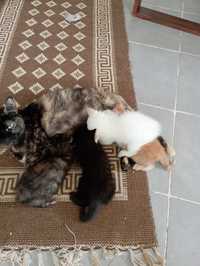 Gatinhos (gato laranja e o branco bastante peludos)