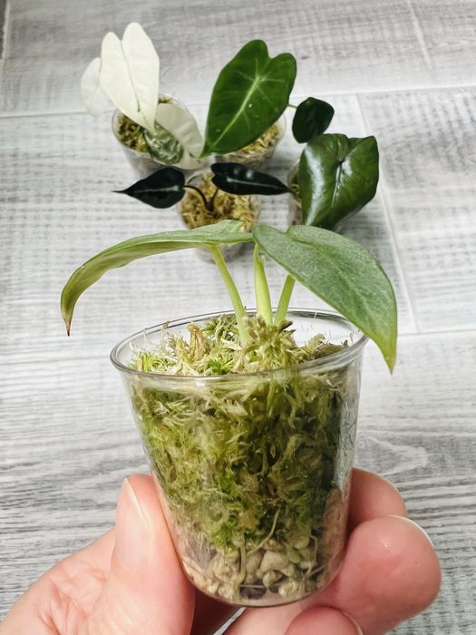 Alocasia набір алоказій  5 сортів