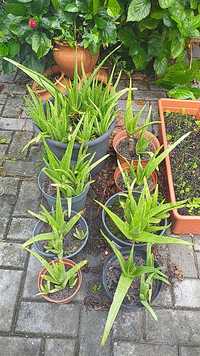 Aloé Vera (Babosa), plantas em vaso, vários tamanhos.