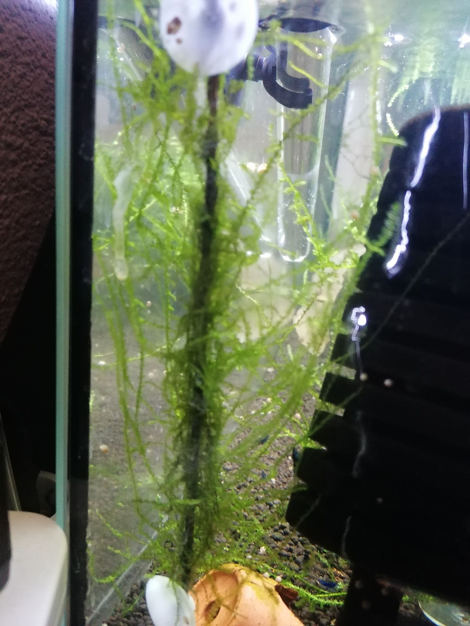 Planta para aquário
