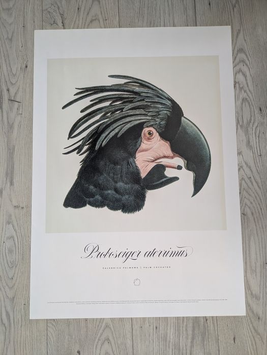 Plakat żałobnica palmowa