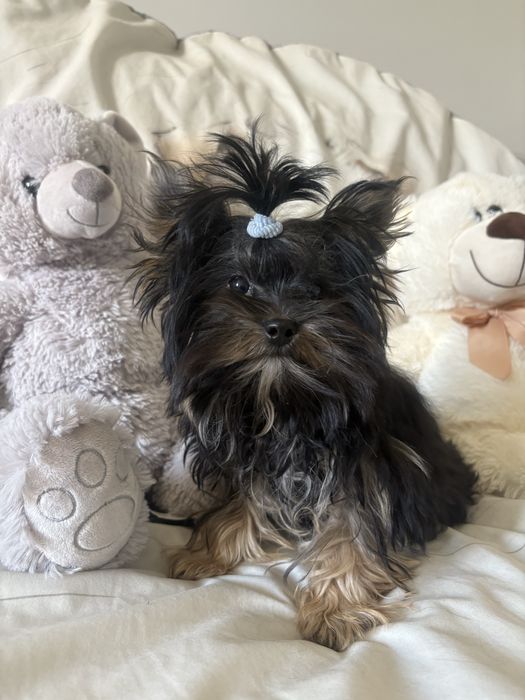 Yorkshire Terrier Black and Tan