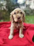 Cocker spaniel angielski