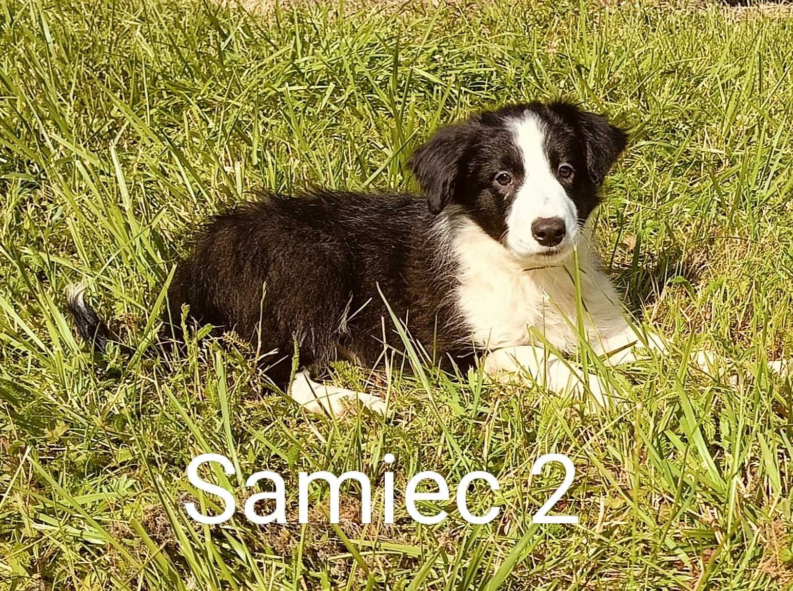 Samiec border collie