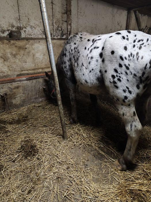 Sprzedam klacze spokojne zimnokrwiste