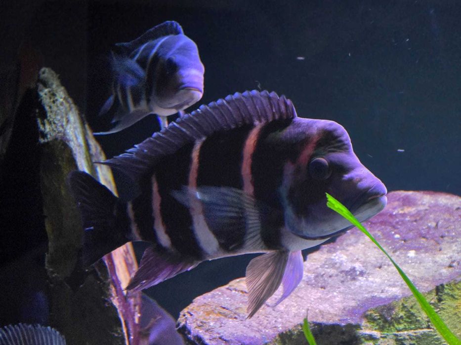 Sprzedam ryby z Tanganiki