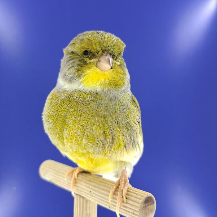 Kanarek, samczyki - sprzedam, Wrocław