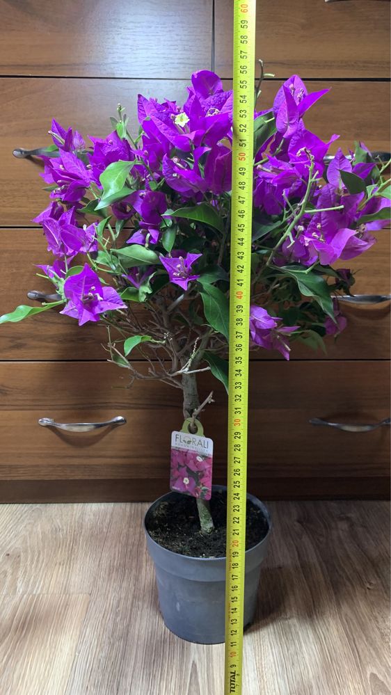 Бугенвілія (Bougainvillea)