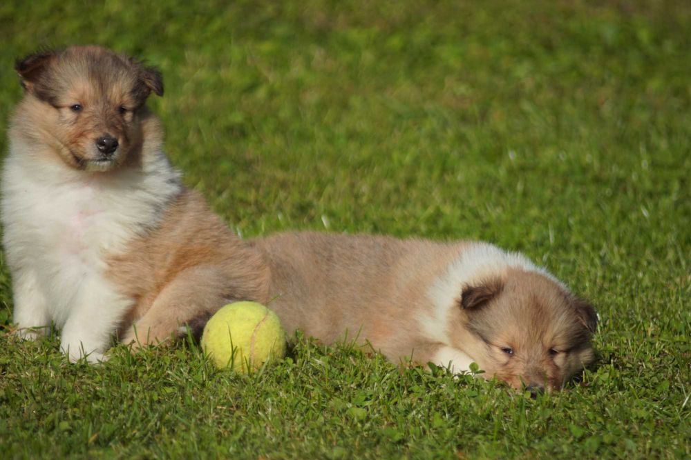 Owczarek Szkocki Długowłosy Collie