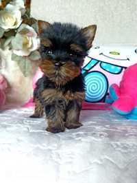 Yorkshire Terrier wyjątkowej urody miniaturowa suczka o ciemnym umaszc