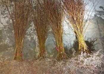 Sadzonki brzozy sosny