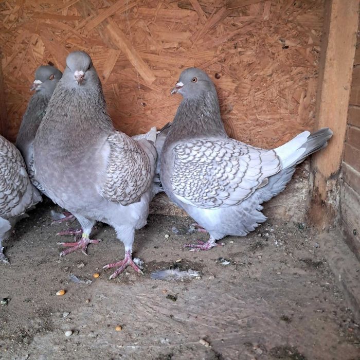 rys rysie kolor brown