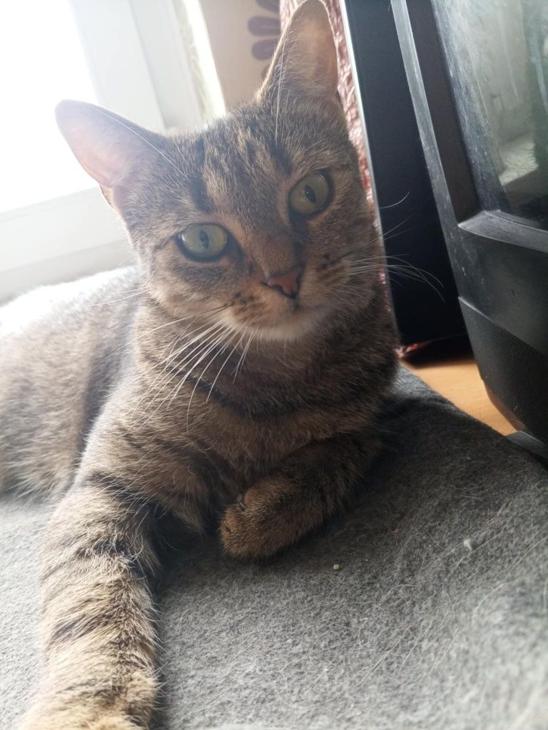 Koko mega przytulas kotka do adopcji!