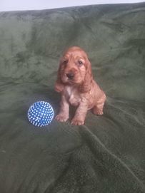 Cocker spaniel angielski