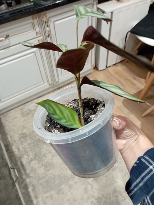 Калатея в горщику