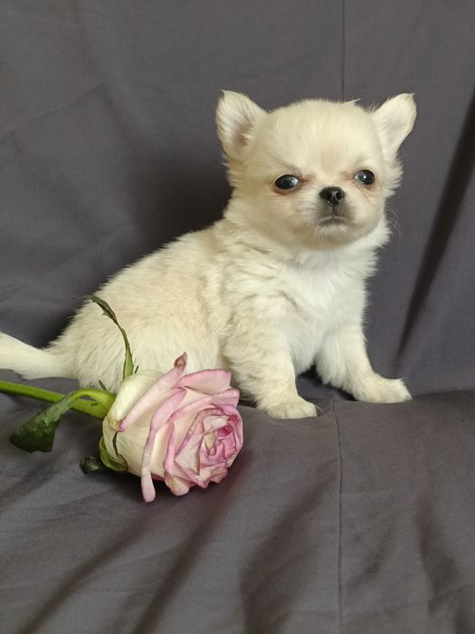 Довгошерстний хлопчик