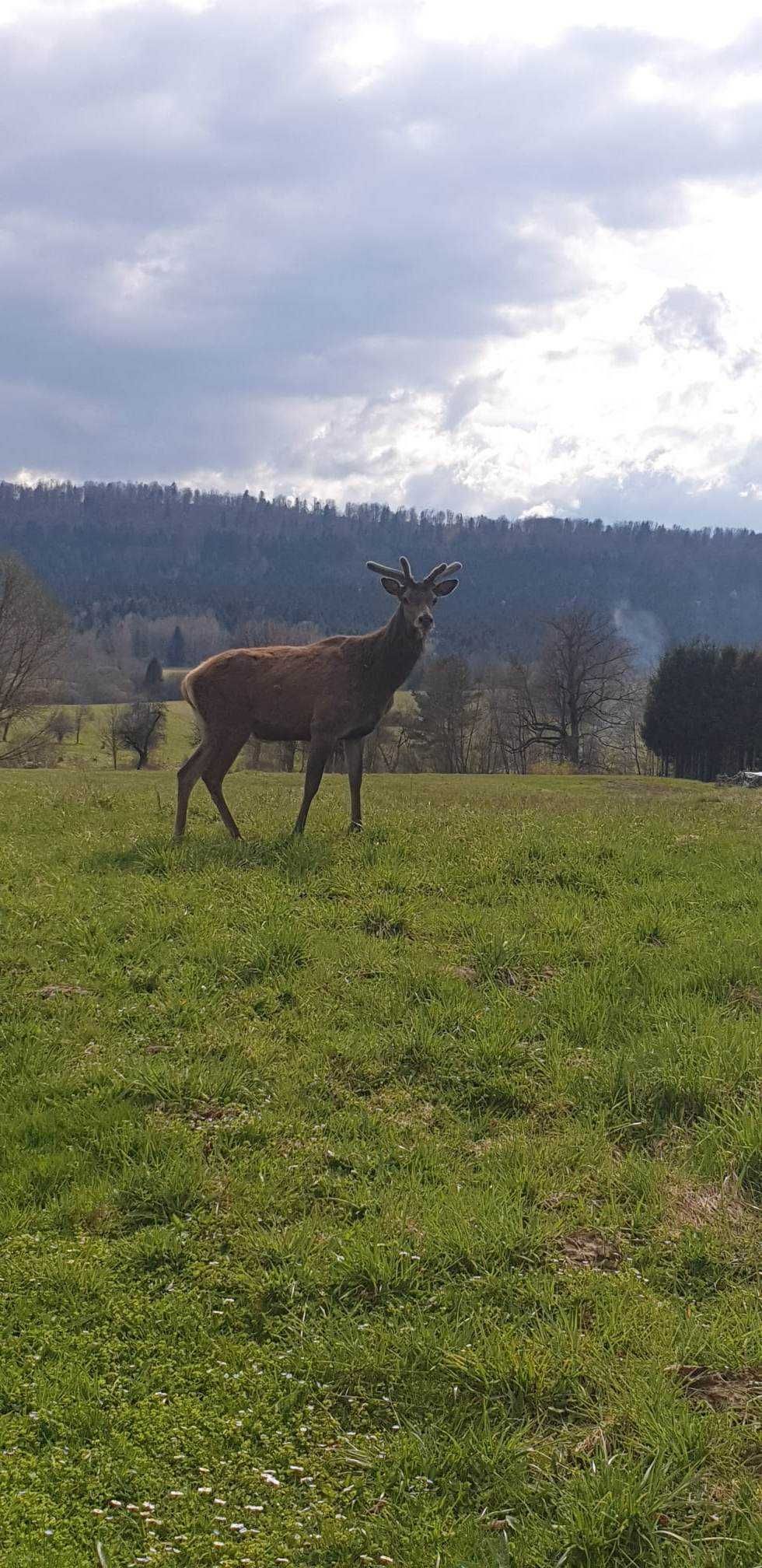 Zapraszamy w Bieszczady Ustrzyki