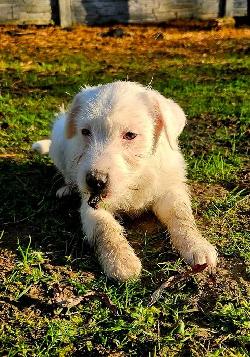Parson Russell Terrier - dziewczynka Santi