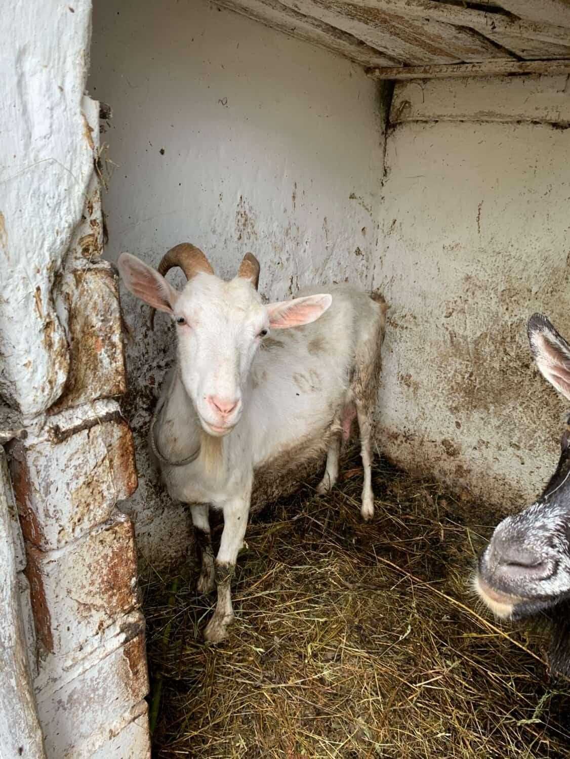 Продам козу дійну
