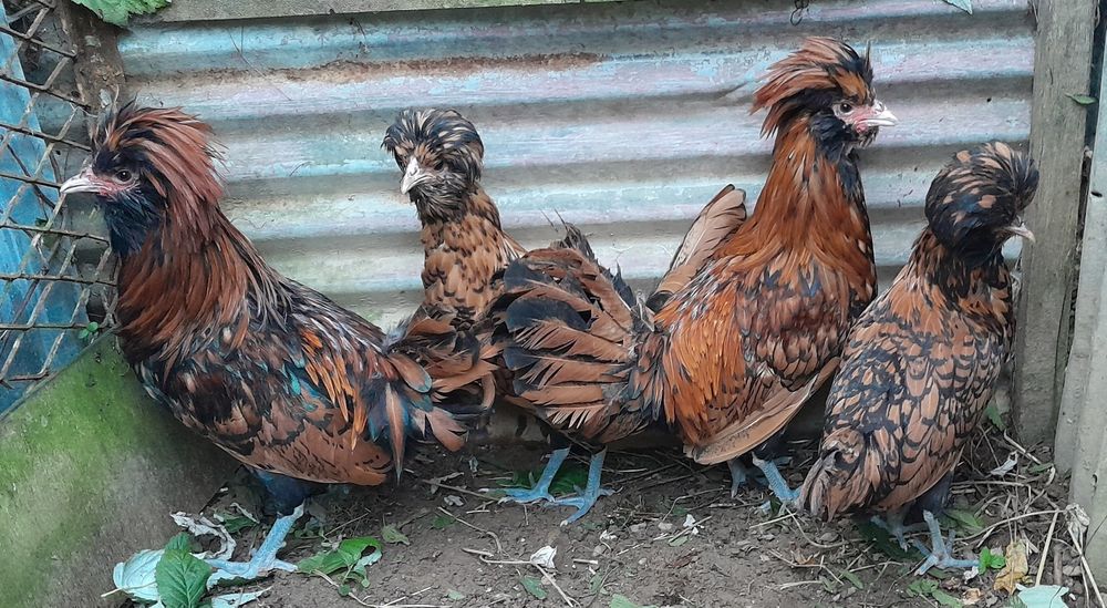 Czubatki Padewskie