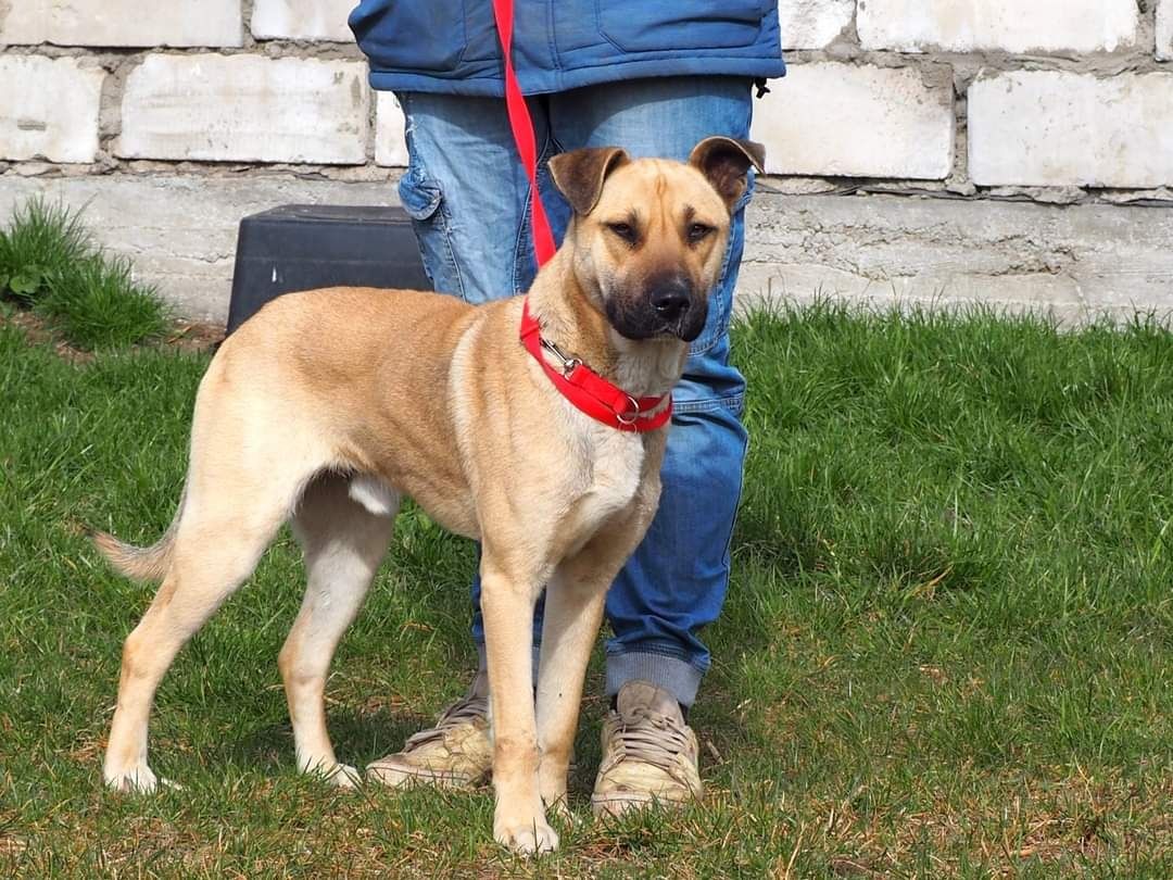 LUK cudowny oddany psiak kochający ludzi czeka na wymarzony dom