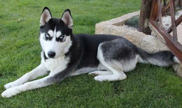 Husky Szczenię Siberian Husky Niebieskie Oczy z Rodowodem WKU