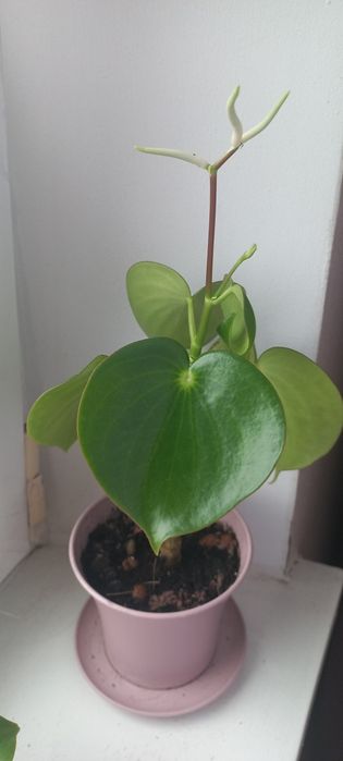 Паперомія "Рейдроп",  120грн