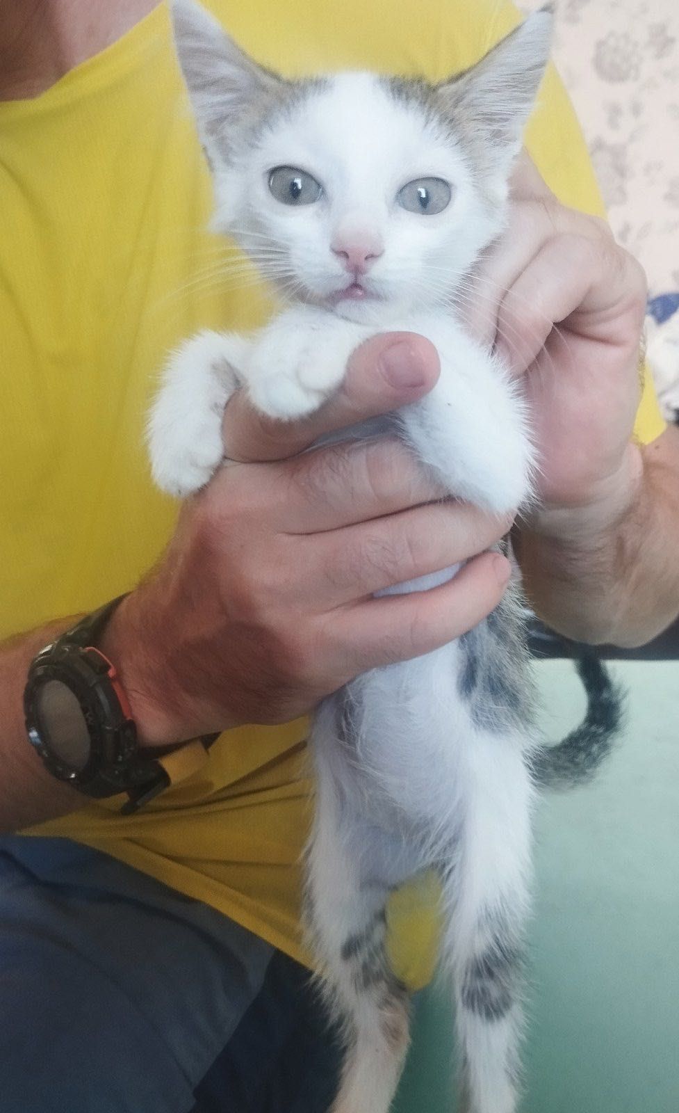Красивый котенок бесплатно