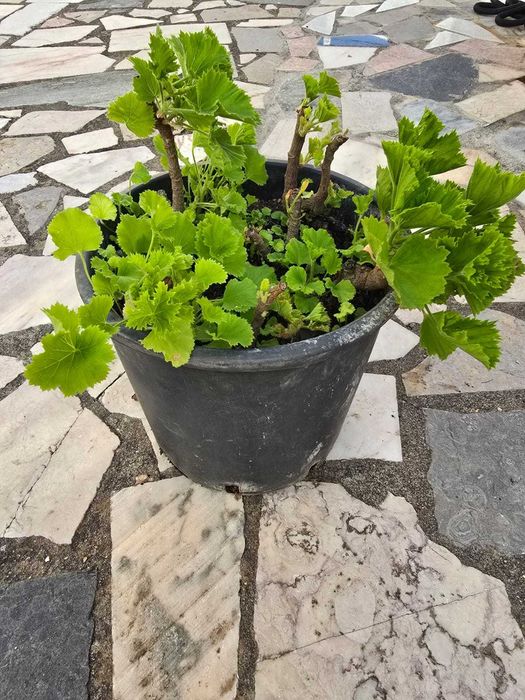 Plantas: Citronela, Catos, Aloe Vera, Sardinheiras