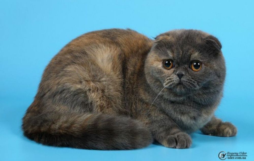 Голубо-кремовая скоттиш фолд Плюша