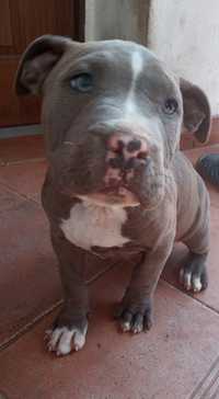 American staffordshire terrier amstaff