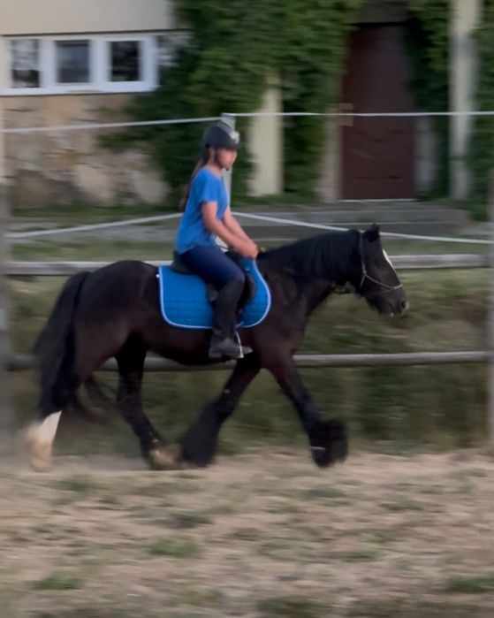 Na sprzedaż - 4-letni wałach rasy Tinker