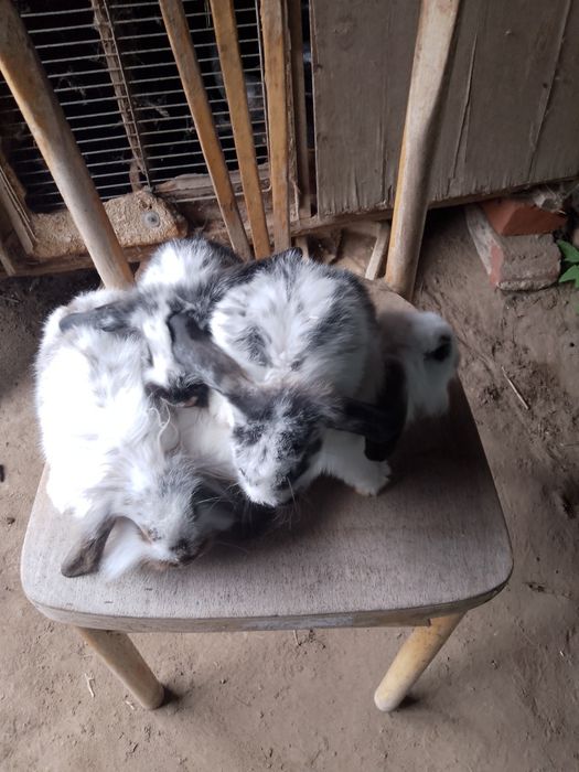 Sprzedam króliki baranki