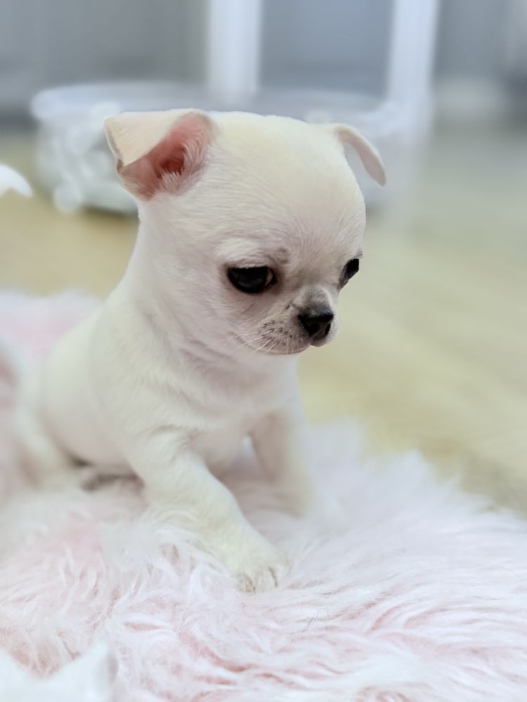 Piesek Chihuahua xs z prawdziwym rodowodem ZKwP FCI