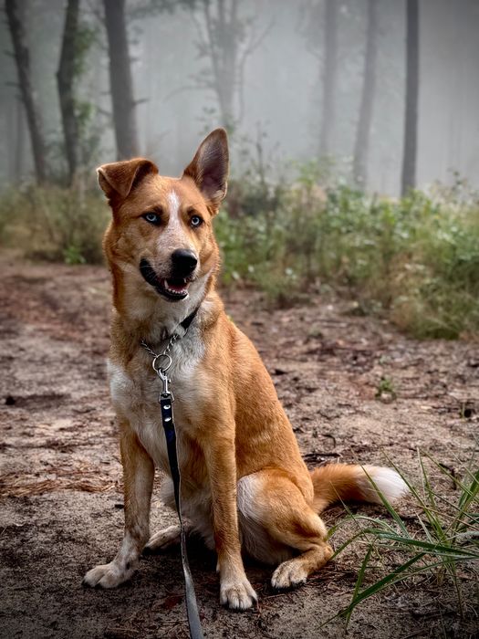 Suczka mix husky x border collie szuka domu
