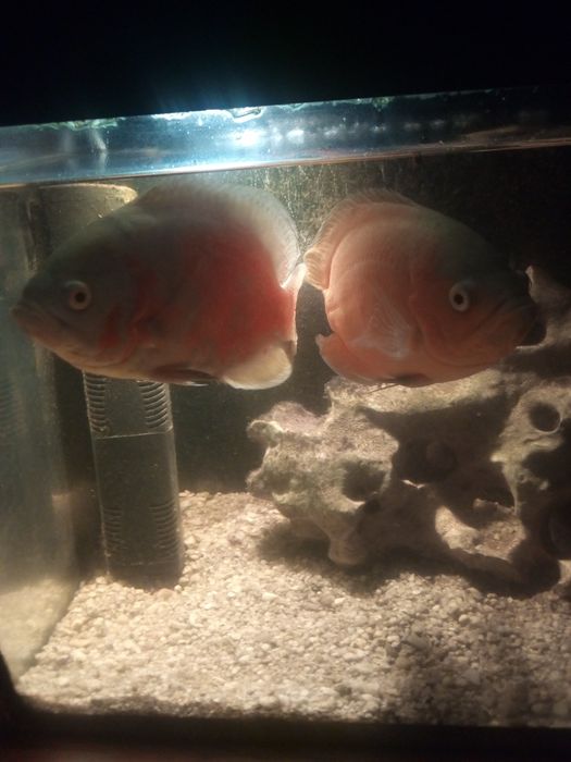 Pielęgnice pawiookie dobrana para.