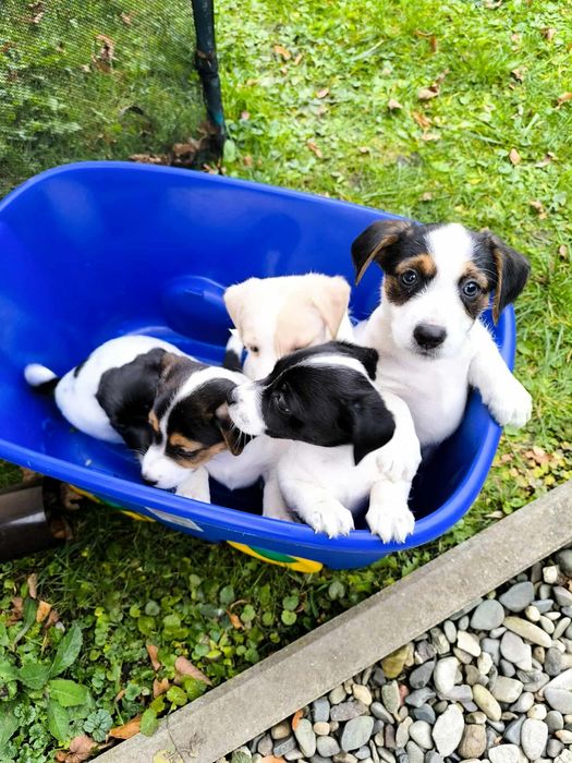 Jack Russell Terrier