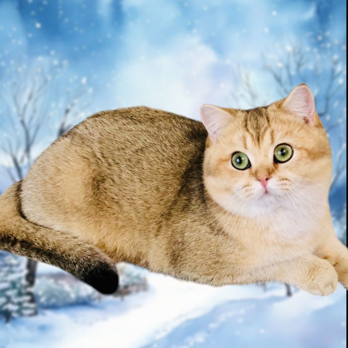 Золотий шотландській хлопчик. Котик.Кошенята. Розплідник. Купити в Укр