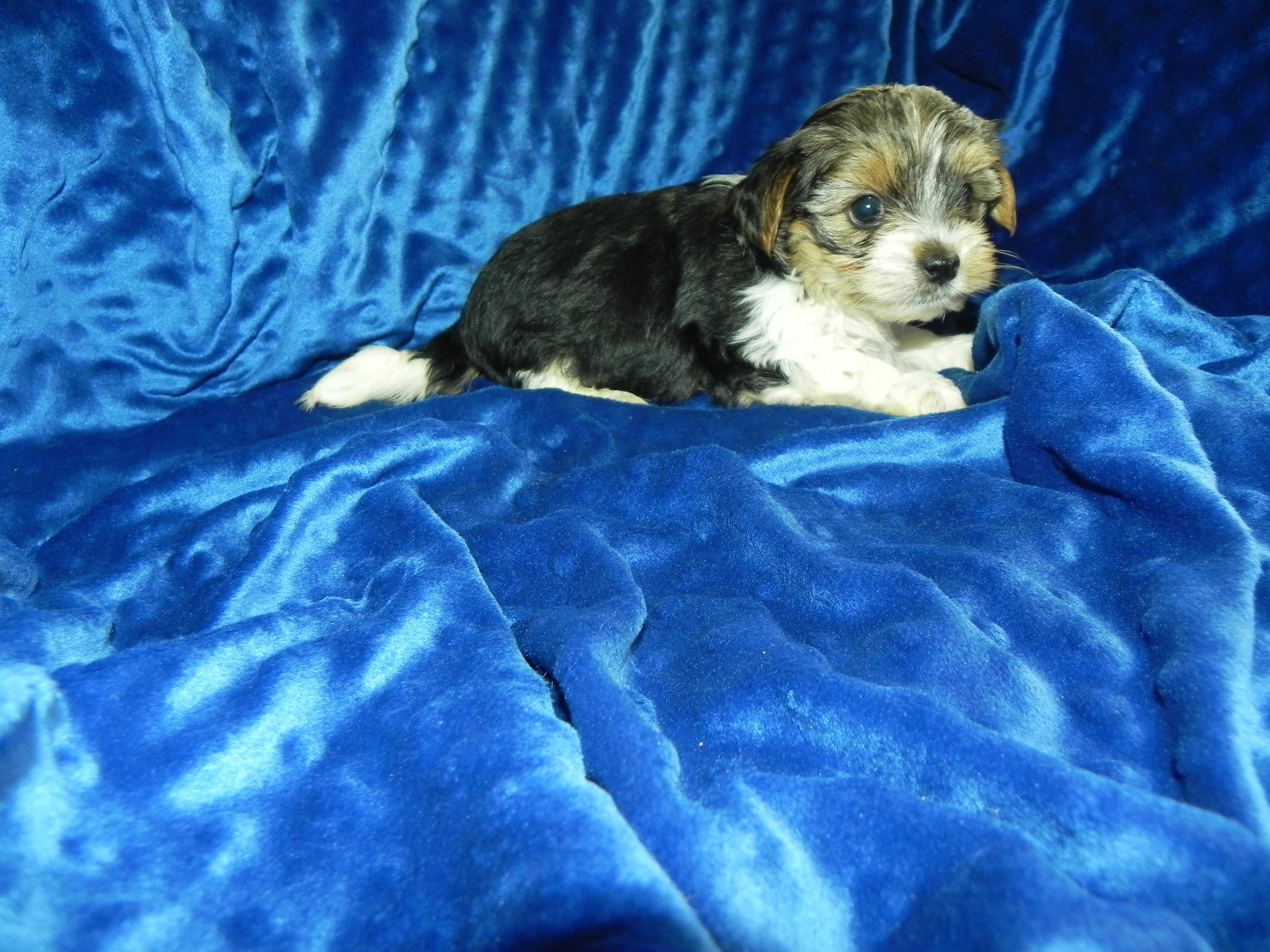 Biewer Yorkshire terrier -chłopak z Rybnika