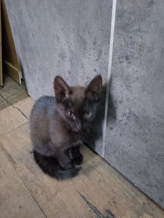 Oddam małego kota do adopcji