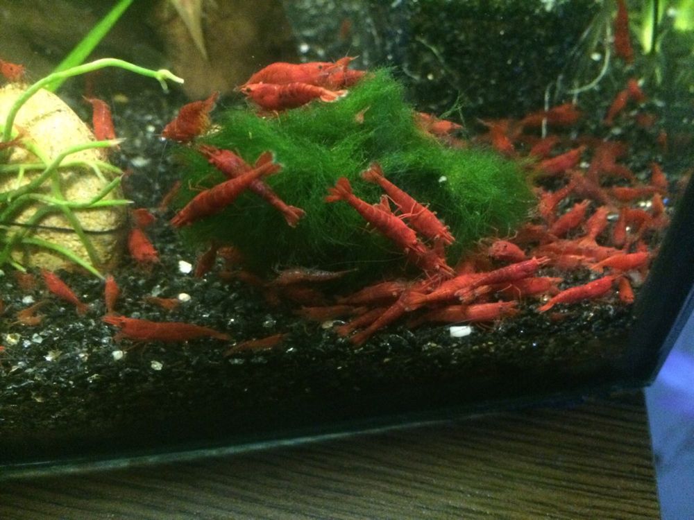 Красные аквариумные креветки Черри (Cherry)