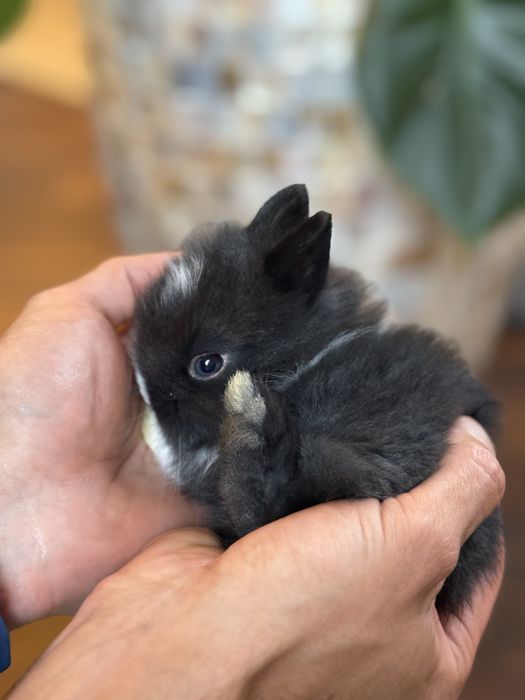 Króliczek Teddy karzełek najmniejszy miniaturka