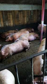 Продам домашних свиней