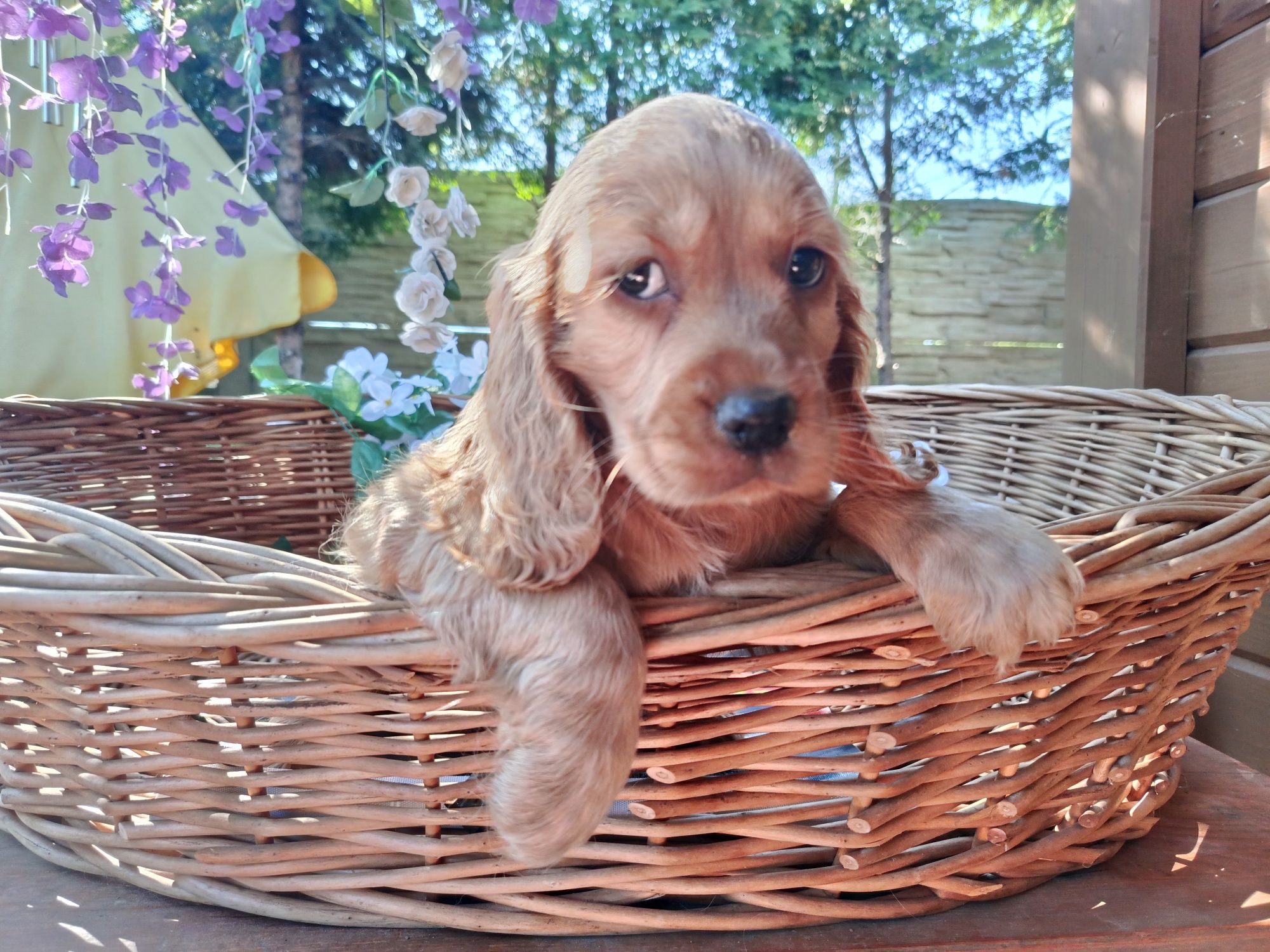 Cocker spaniel angielski Piesek Rodowód
