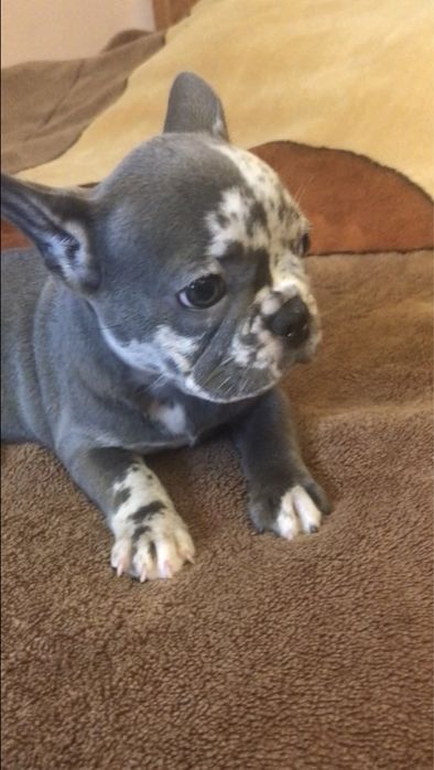 Французький бульдог, дівчинка.