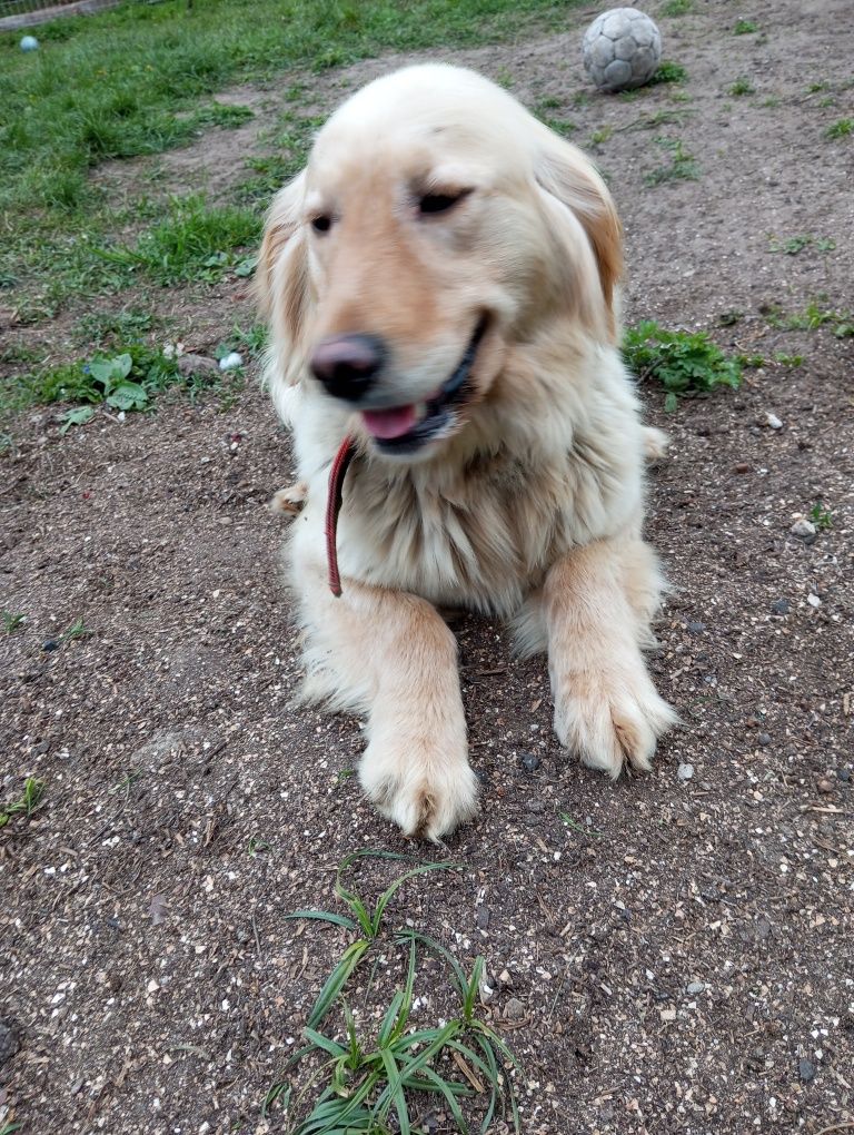 Golden retriever suka dorosła