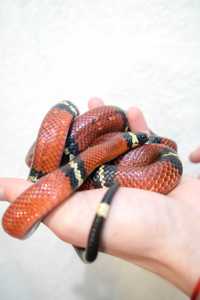 Синалойская молочна змія
