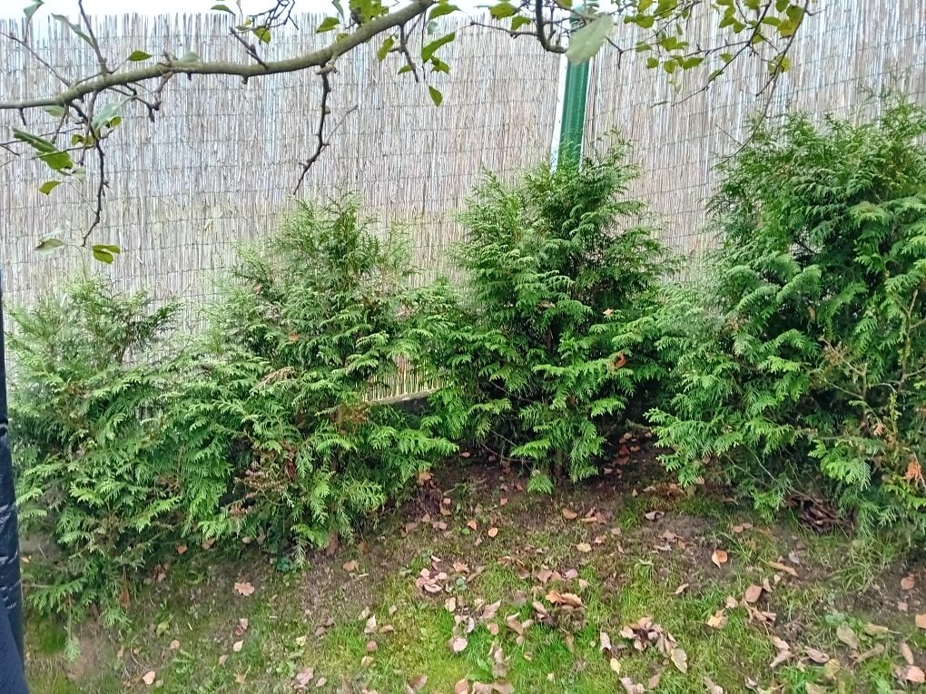 Thuja brabant 1,2m